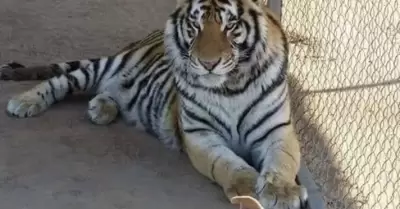 "Baluma", tigre de bengala robado en Hermosillo