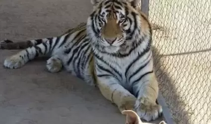 "Baluma", tigre de bengala robado en Hermosillo