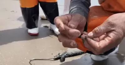 Retiran aguijn de mantarrayas en playa Huatabampito