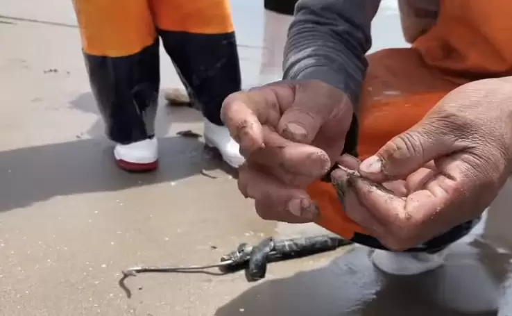 Retiran aguijn de mantarrayas en playa Huatabampito