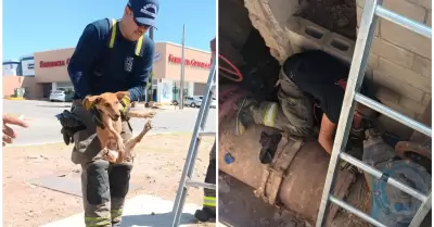 Perrito que cay a un registro fue rescatado a salvo