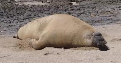 Elefante marino en playas de Puerto Peasco