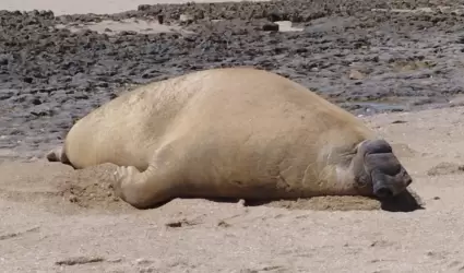 Elefante marino en playas de Puerto Peasco