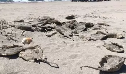 Aparecen mantarrayas muertas en playa de Huatabampito