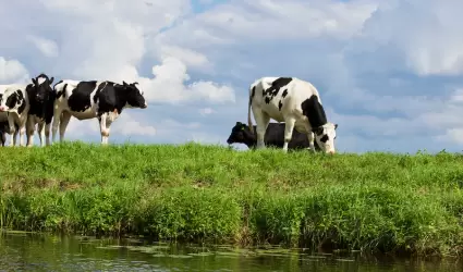 Vaca impactada por un tren mata a un hombre