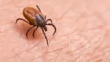 Recomiendan productos de uso veterinario para exterminar garrapatas
