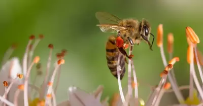 Alerta Cofepris por productos que contengan apitoxina