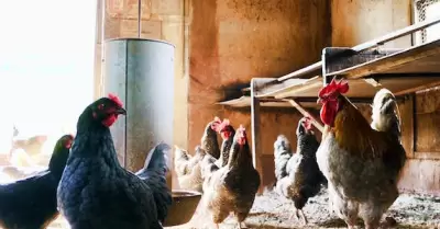 La enjundia de gallina se ha usado como remedio natural para tratar la tos, sinu