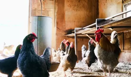 La enjundia de gallina se ha usado como remedio natural para tratar la tos, sinu