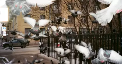 Multan a mujer por darle de comer a palomas