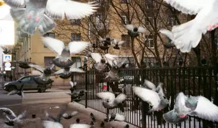 Multan a mujer por darle de comer a palomas