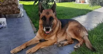 "Cash", perro desaparecido en Argentina