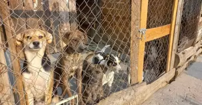 Refugio de animales Huellitas Amecameca.