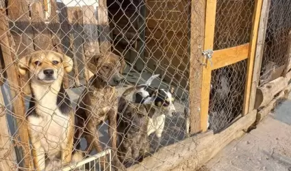 Refugio de animales Huellitas Amecameca.