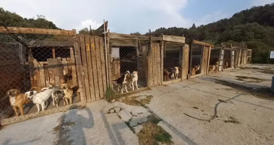 Refugio Huellitas Amecameca.