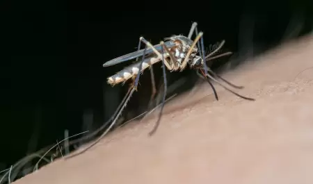 Mosquito transmisor del dengue