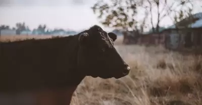 La nueva Vitrola era una vaca lechera color caf claro, joven y gorda.