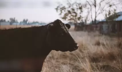 La nueva Vitrola era una vaca lechera color caf claro, joven y gorda.