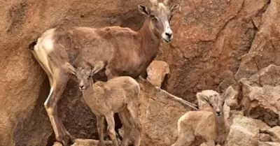 Se reproducen especies del Centro Ecolgico de Sonora