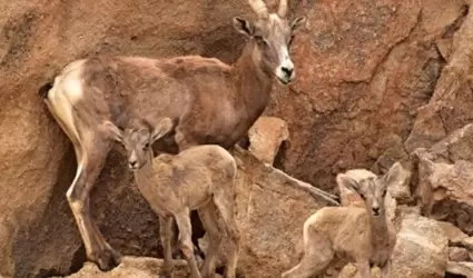 Se reproducen especies del Centro Ecolgico de Sonora