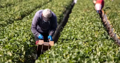 Trabajadores agr�colas indocumentados