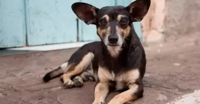 perro callejero