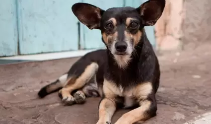 perro callejero