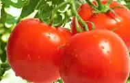 Productores de tomate piden aplazar por 60 das cuota de Estados Unidos