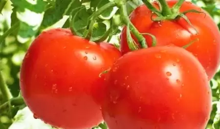 Tomates