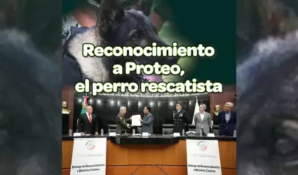 En el Da del Perro, entregan en el Senado reconocimientos a binomios caninos