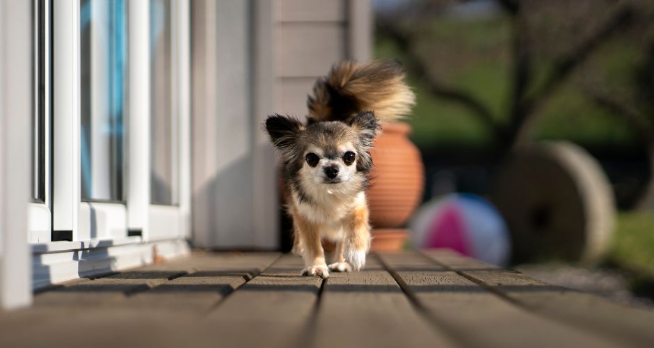 Si tienes patio, dale la libertad a tu mascota de entrar y salir de casa  con esta puerta