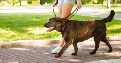 Estos artculos ayudarn a mejorar los paseos con tu perro.