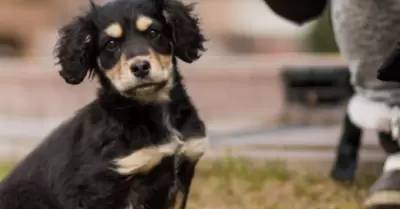 Perro