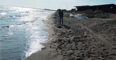 Peces Sinaloa