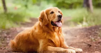 Perro Golden Retriever