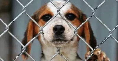 Maltrato animal