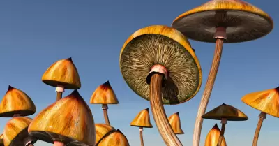 turismo psicod�lico