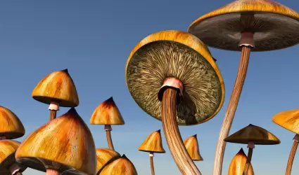 turismo psicod�lico