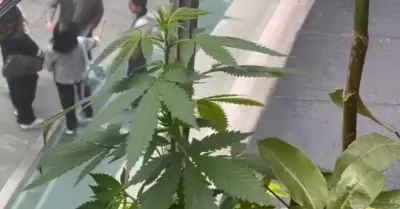 Marihuana senado