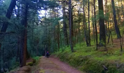 Senderista