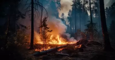 Incendios forestales