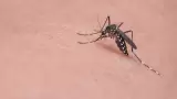 Mosquito