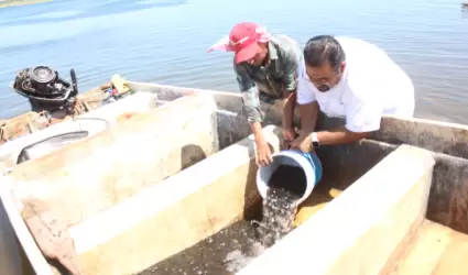 Repoblamiento de tilapia en la presa lvaro Obregn