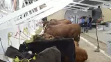Ganado