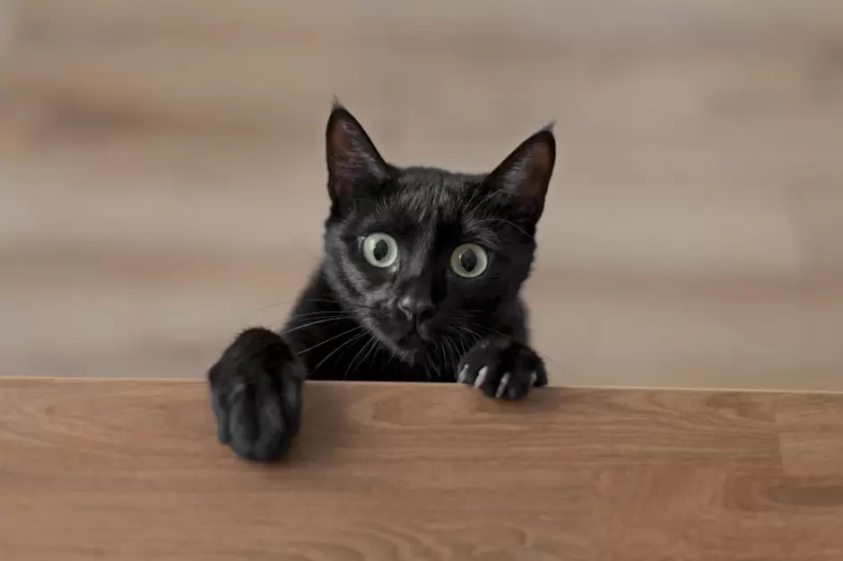 La frecuencia con la que se debe cambiar la arena para gatos depende de varios factores.