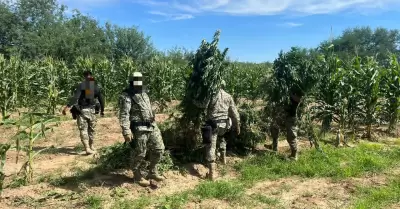 Plant�os de marihuana