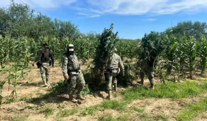 Plant�os de marihuana