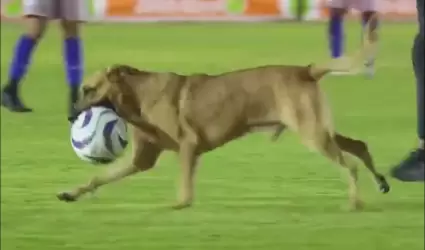Perro en la cancha