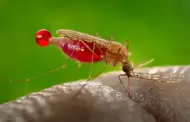 Detectan caso de paludismo (malaria) en Sonora