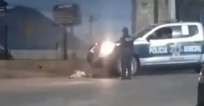 Perro atropellado